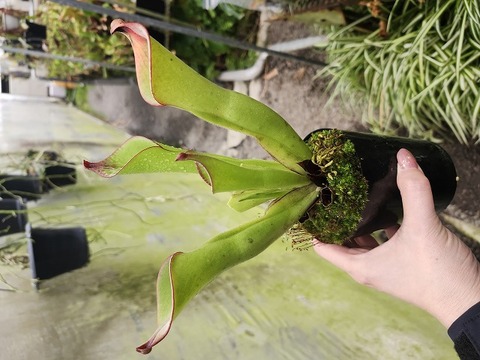 Y043 1-１H. (chimantensis x pulchella) x folliculata Kam. AW