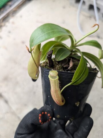 Nepenthes（ネペンテス/ウツボカズラ）の商品一覧 | Y's Exotics （山田食虫植物農園）