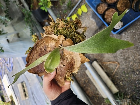 商品一覧 - Y's Exotics （山田食虫植物農園）