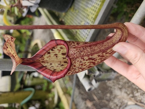 商品一覧 - Y's Exotics （山田食虫植物農園）