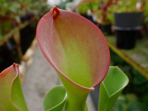 ヘリアンフォラ3点セット みょん 園芸ネット本店｜ヘリアンフォラ 3号ポット の通販【公式】