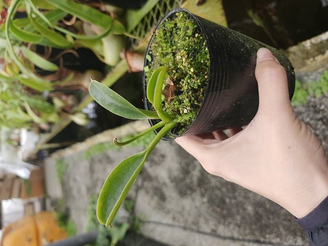 商品一覧 - Y's Exotics （山田食虫植物農園）