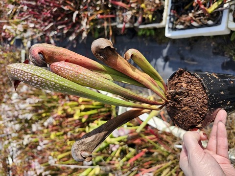 超特大　サカパネンシス 超特大 サカパネンシス 商品一覧 - Y's Exotics （山田食虫植物農園）