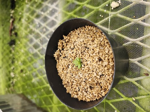 商品一覧 - Y's Exotics （山田食虫植物農園）