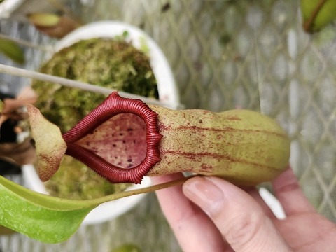 Y's Exotics （山田食虫植物農園）