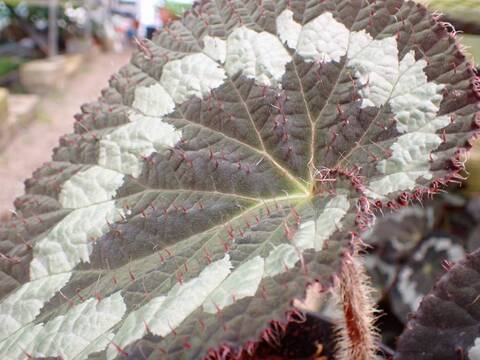 Y862 3-2  Begonia rex