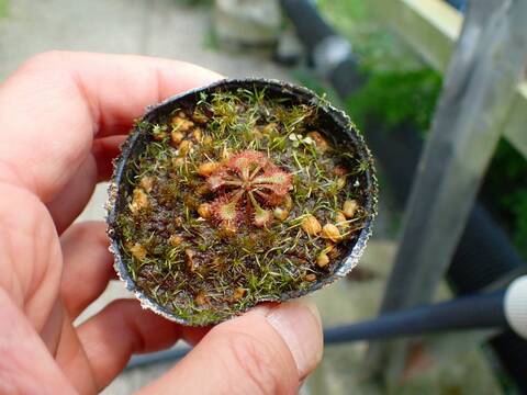 P710 3-1 D. spathulata var. lovella bloody red