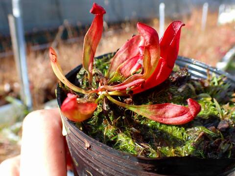 食虫植物　お知らせ用 食虫植物 お知らせ用 食虫植物】 トレー | CHICO's STORE