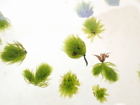 商品一覧 - Y's Exotics （山田食虫植物農園）