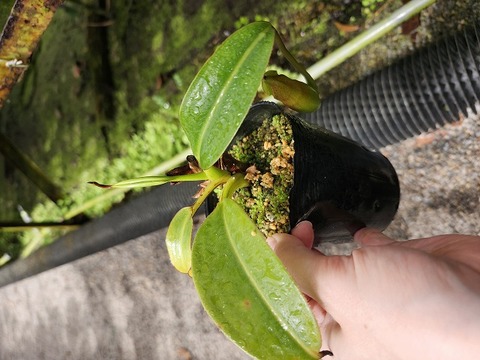 E213 1-3 N. macrophylla 