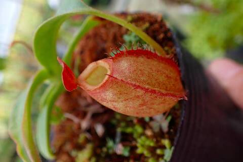 Nepenthes（ネペンテス/ウツボカズラ）の商品一覧 | Y's Exotics