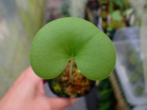 商品一覧 - Y's Exotics （山田食虫植物農園）