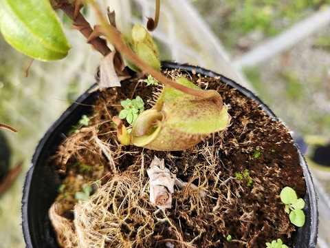 中古良品 ネペンロア ティート 検)ネペン チョップロア チョップマン