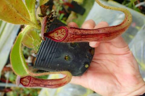 Nepenthes（ネペンテス/ウツボカズラ）の商品一覧 | Y's Exotics