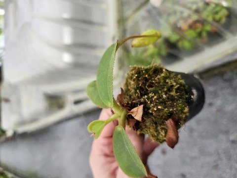 商品一覧 - Y's Exotics （山田食虫植物農園）