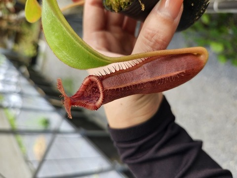 商品一覧 - Y's Exotics （山田食虫植物農園）