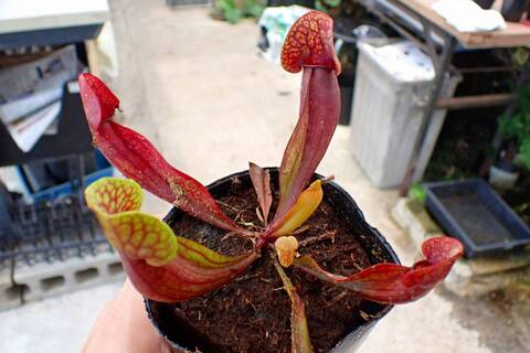 R300 1H S. Hybrid Y's