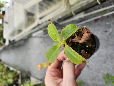 商品一覧 - Y's Exotics （山田食虫植物農園）