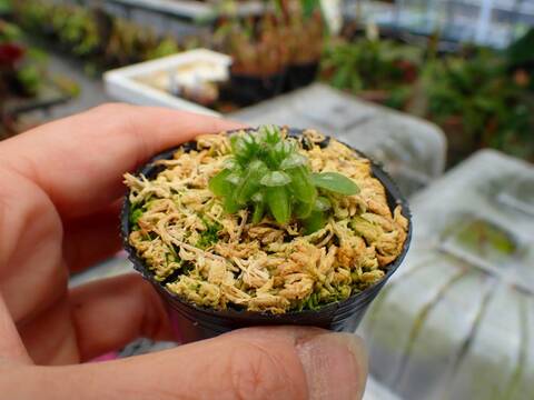 商品一覧 - Y's Exotics （山田食虫植物農園）