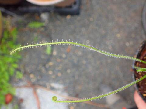 G843 5-2 D. filformis var. filformis