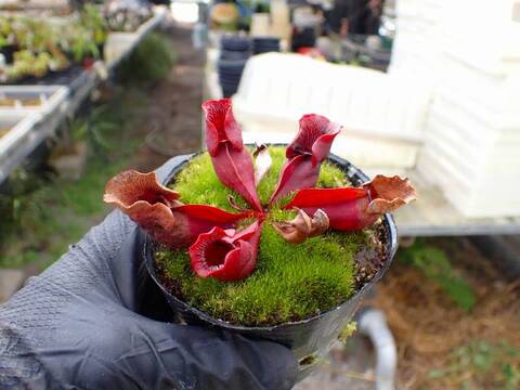 G287 4-1 S. purpurea ssp. venosa HIPS