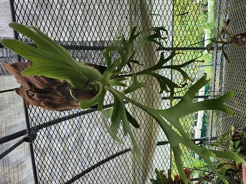 商品一覧 - Y's Exotics （山田食虫植物農園）