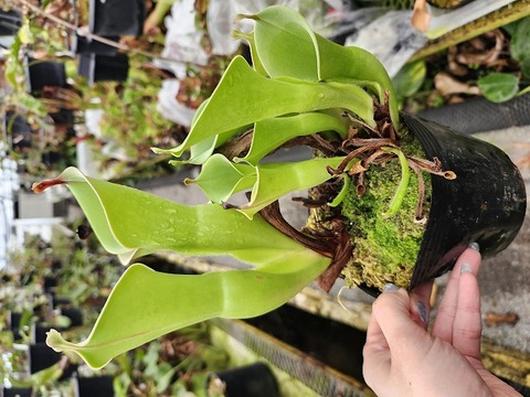 商品一覧 - Y's Exotics （山田食虫植物農園）