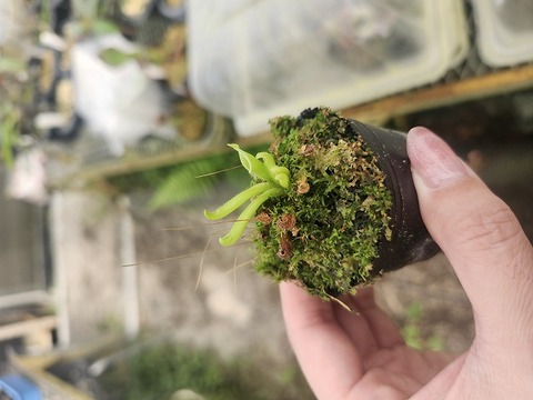 ヘリアンフォラ パルバ レア種 Heliamphora Species（ヘリアンフォラ原種）の商品一覧 | Y's Exotics