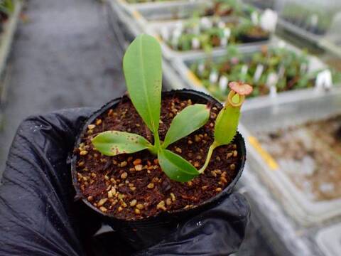 Y's Exotics （山田食虫植物農園）