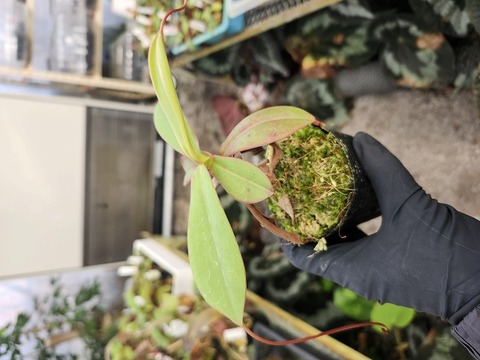 商品一覧 - Y's Exotics （山田食虫植物農園）