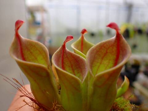 ヘリアンフォラ　Heliamphora 交配種 食虫植物】ヘリアンフォラ・ミノール＆交配種：Heliamphora