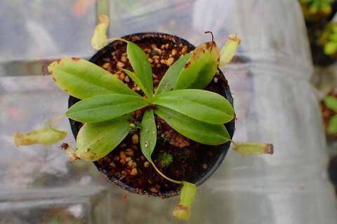ゆうゆうネペンテス・ミランダ ゆうゆうネペンテス・ミランダ Nepenthes（ネペンテス