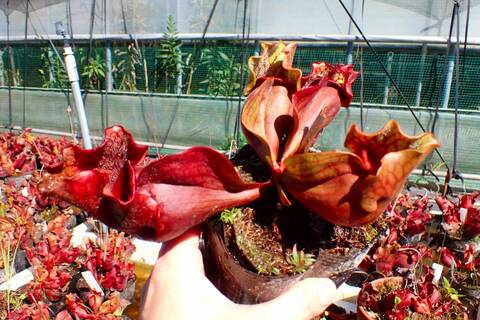 Y's Exotics （山田食虫植物農園）