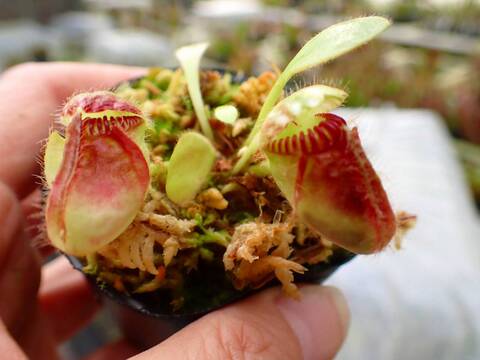 その他観葉植物 cephalotus follicularis Donnelly  土瓶草Cephalotus follicularis - 森流GreenFlow - 動植物造景專門店