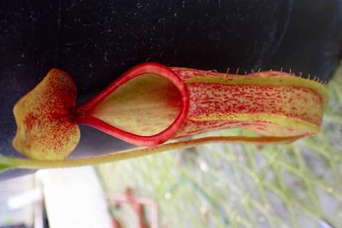 Nepenthes（ネペンテス/ウツボカズラ）の商品一覧 | Y's Exotics