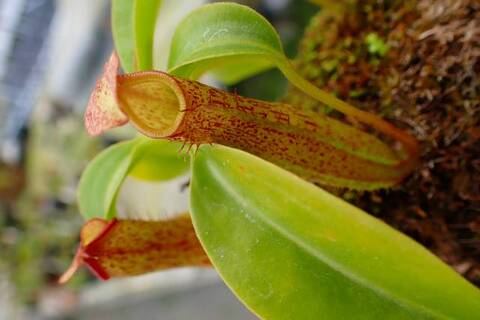 Nepenthes（ネペンテス/ウツボカズラ）の商品一覧 | Y's Exotics