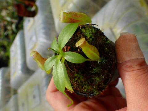 Y295 1-4 N. (maxima x campanulata) x xharryana Tambuyukon #NNN