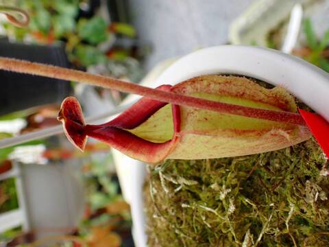 商品一覧 - Y's Exotics （山田食虫植物農園）