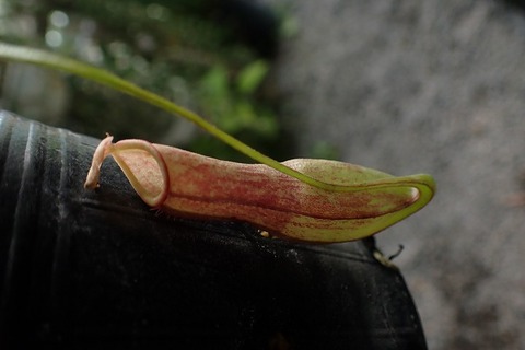 ゆうゆうネペンテス・ミランダ Nepenthes（ネペンテス/ウツボカズラ）の商品一覧 | Y's Exotics