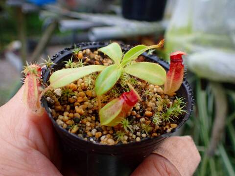 P665 1-2 N. (truncata x ephippiata) x macrophylla #NNN