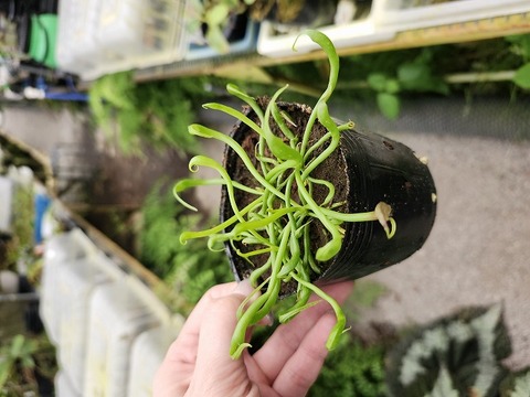 商品一覧 - Y's Exotics （山田食虫植物農園）