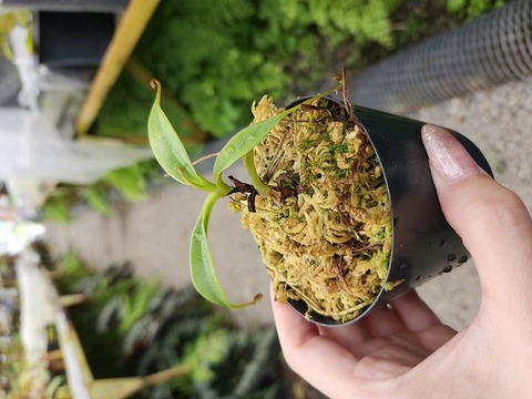 ビカクシダ A30 Y's Exotics （山田食虫植物農園）