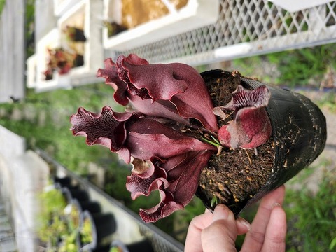 E560 4-1 S. purpurea ssp. purpurea `Brunswick Beauty' JH