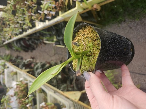 R361 1-2 N. lowii x talangensis EP