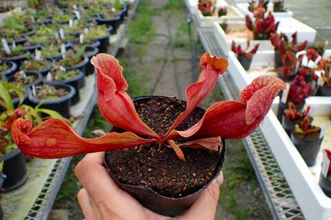 Y502 4-1 S. purpurea ssp. venosa var. burkii BCP