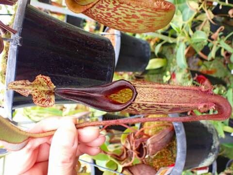 Y's Exotics （山田食虫植物農園）