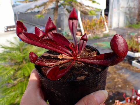 ハマセンダン　苗木　１本　　（アゲハ類のエサ） ハマセンダン 苗木 1本 （アゲハ類のエサ） その1 ハマセンダン 苗木