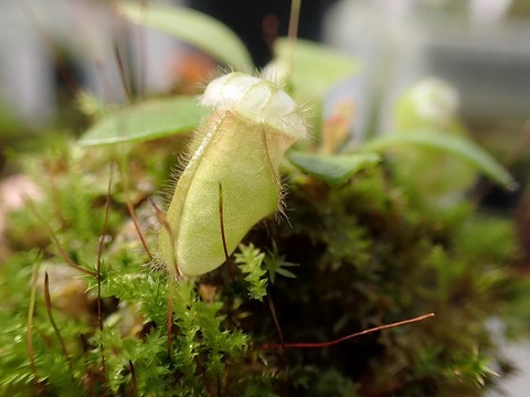 商品一覧 - Y's Exotics （山田食虫植物農園）