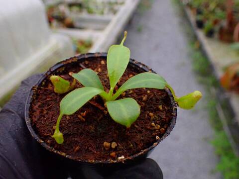 商品一覧 - Y's Exotics （山田食虫植物農園）