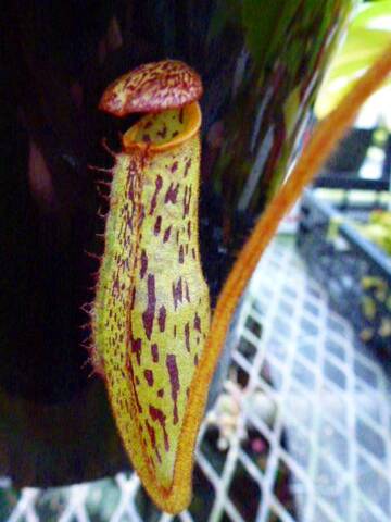 Nepenthes（ネペンテス/ウツボカズラ）の商品一覧 | Y's Exotics （山田食虫植物農園）